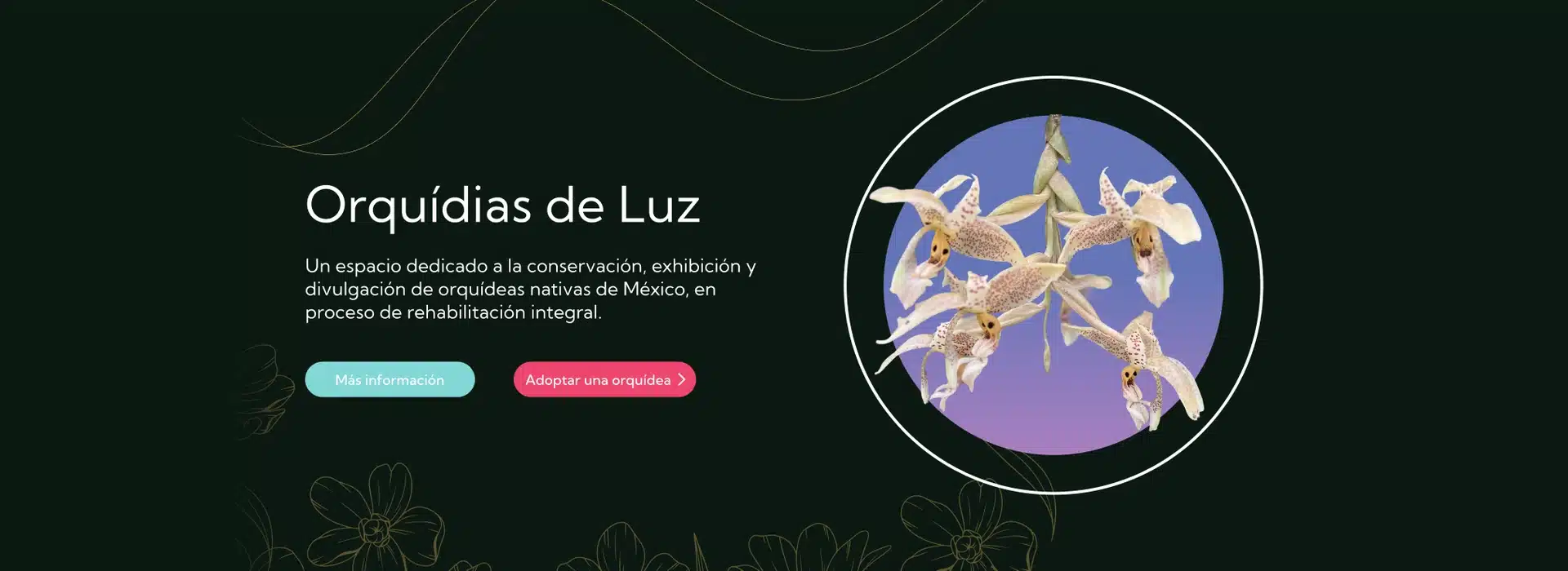Bosque de Chapultepec 2 Orquídeas de Luz, espacio de conservación de orquídeas nativas de México en el Bosque de Chapultepec