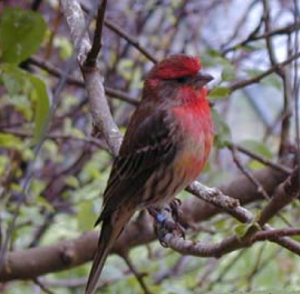 fauna endemica bosque chapultepec