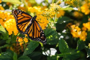 aumenta mariposa monarca