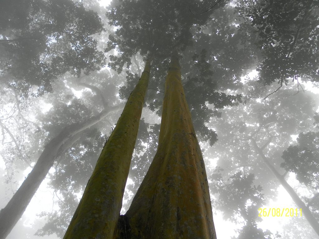 dia internacional de los bosques