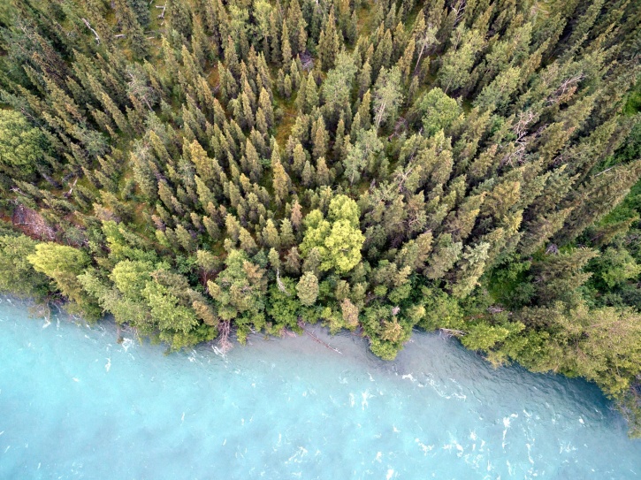 dia internacional de los bosques