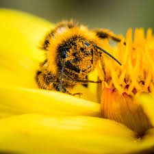 abejas flores