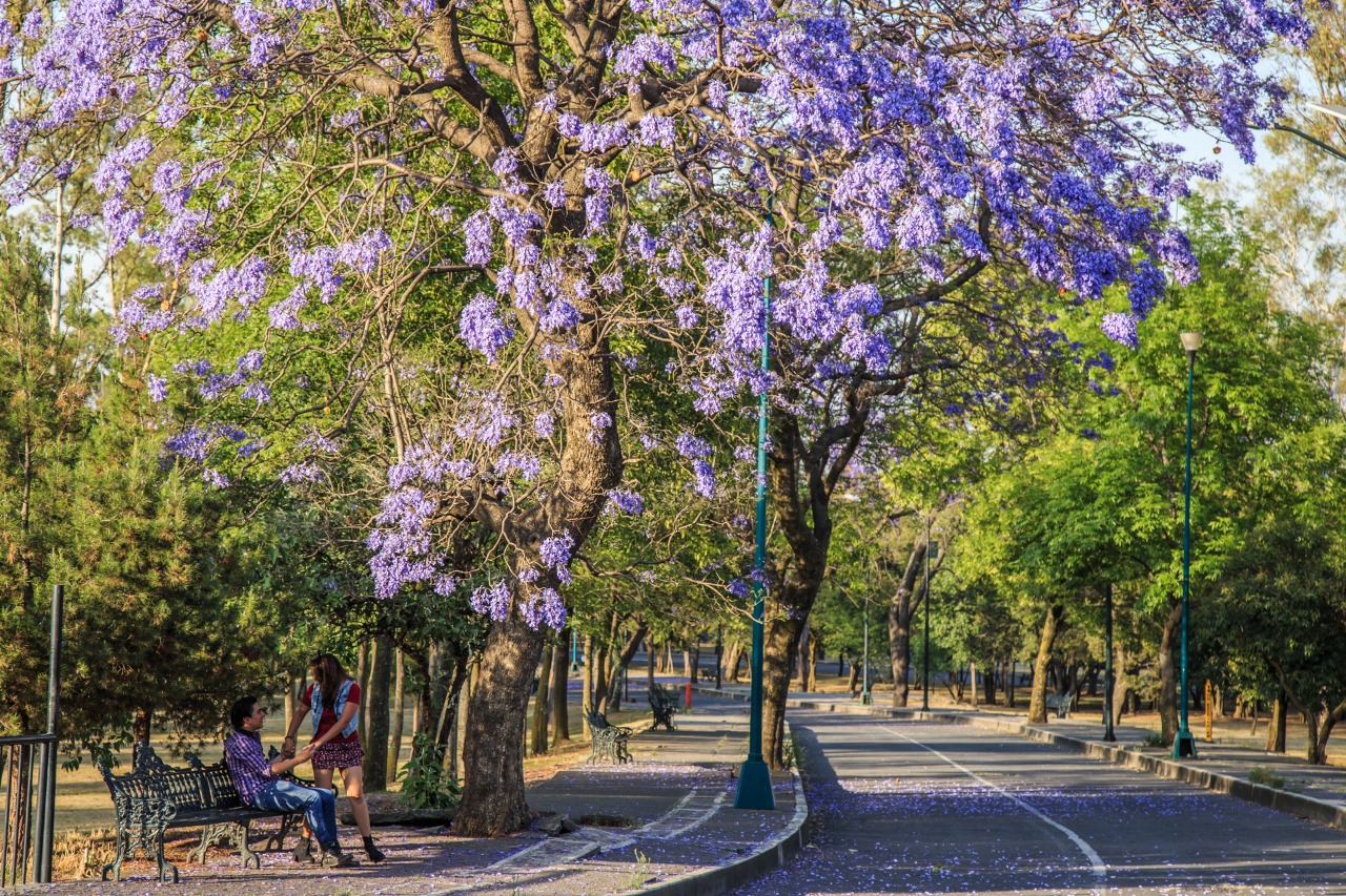 jacarandas bosque chapultepec