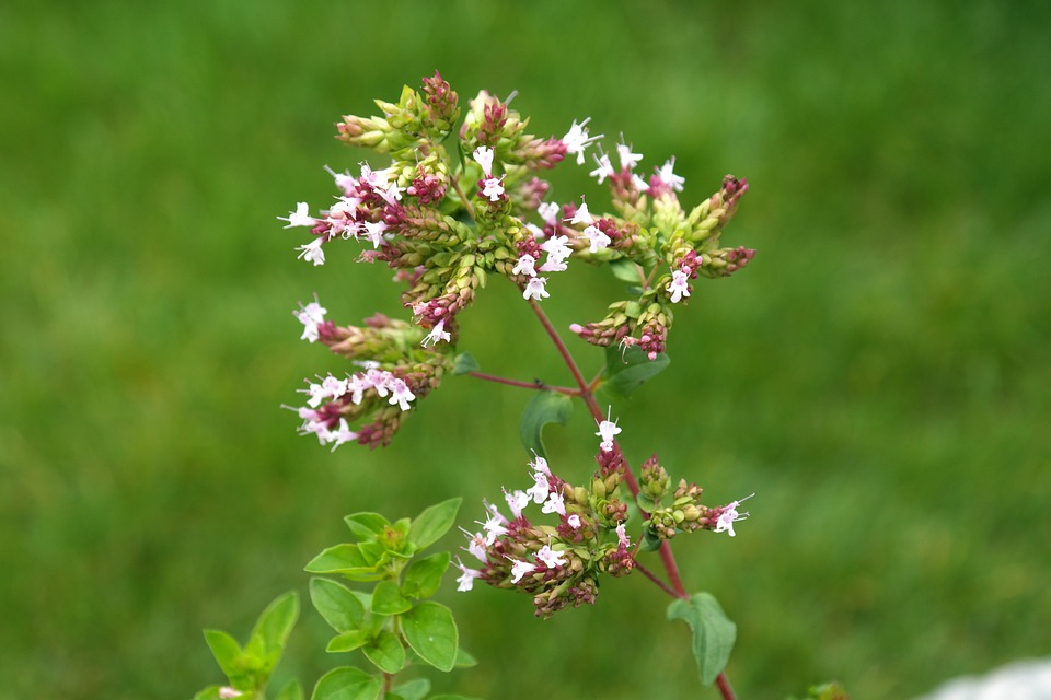 oregano planta atraer polinizadores abejas