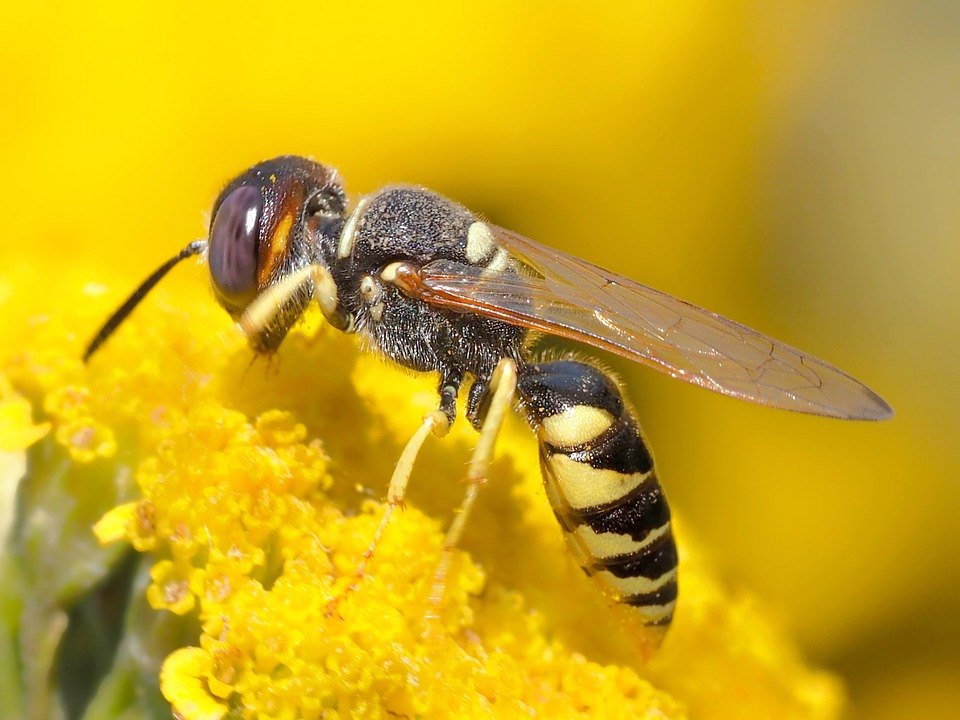 plantas escuchan a las abejas