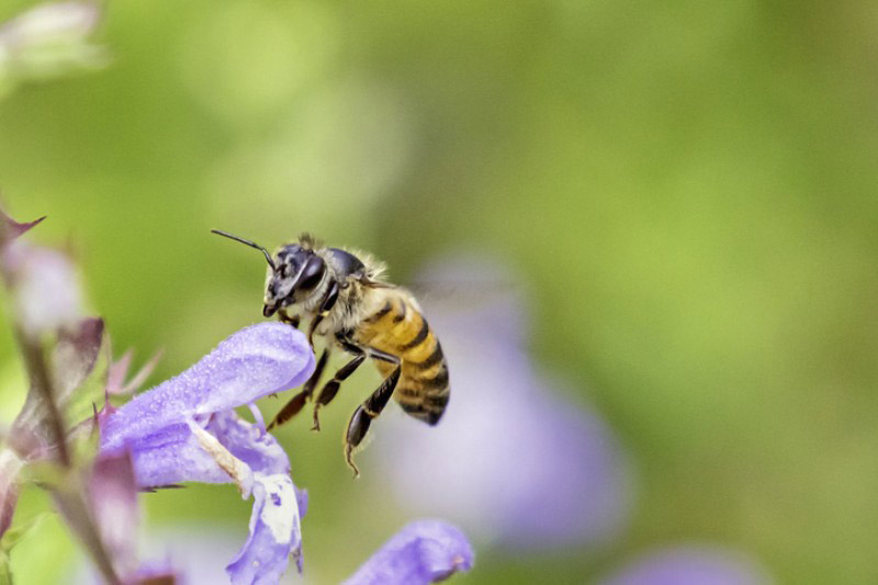 abejas-animales-mas-inteligentes