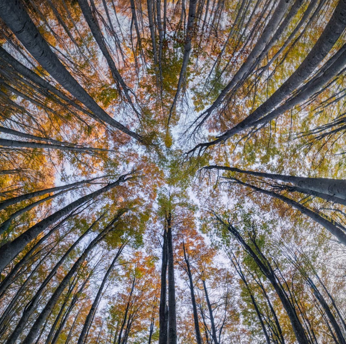 arboles-bosques-capturan-carbono-contaminacion