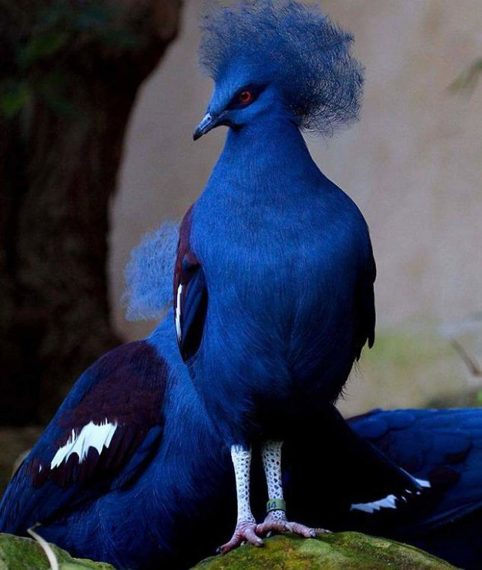 Posibilidades Precipicio Pocos 30 aves hermosas y exóticas que no vas a creer que existen - Pro Bosque  Chapultepec