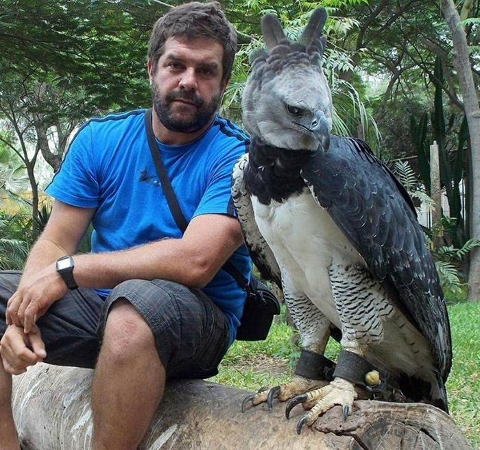 Conoce al águila arpía, una de las aves más grandes y poderosas del mundo -  Pro Bosque Chapultepec