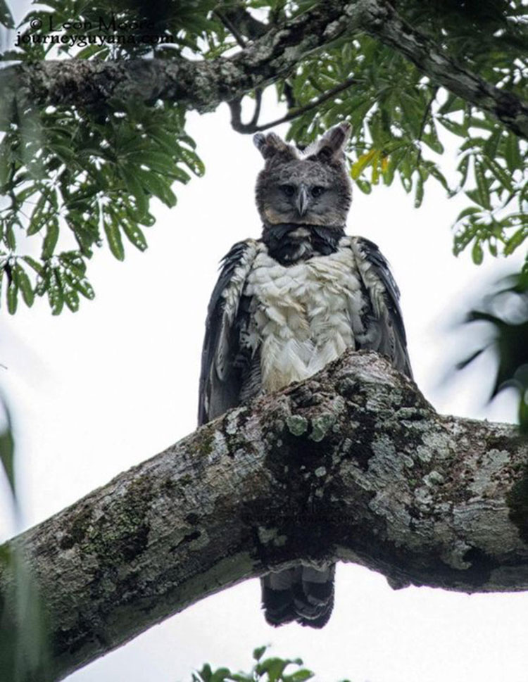 Conoce al águila arpía, una de las aves más grandes y poderosas del mundo -  Pro Bosque Chapultepec