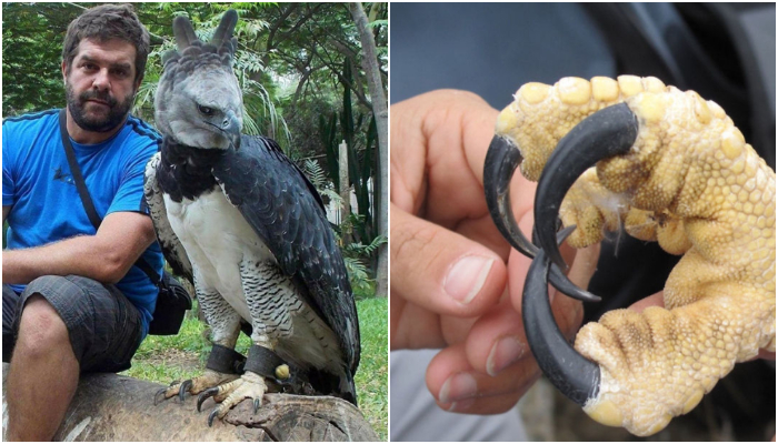 Conoce al águila arpía, una de las aves más grandes y poderosas del mundo -  Pro Bosque Chapultepec