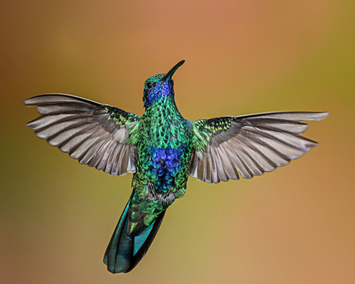 el colibri el colibri