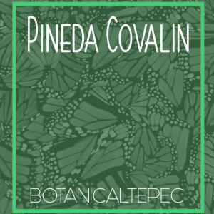 Colección Pineda Covalin