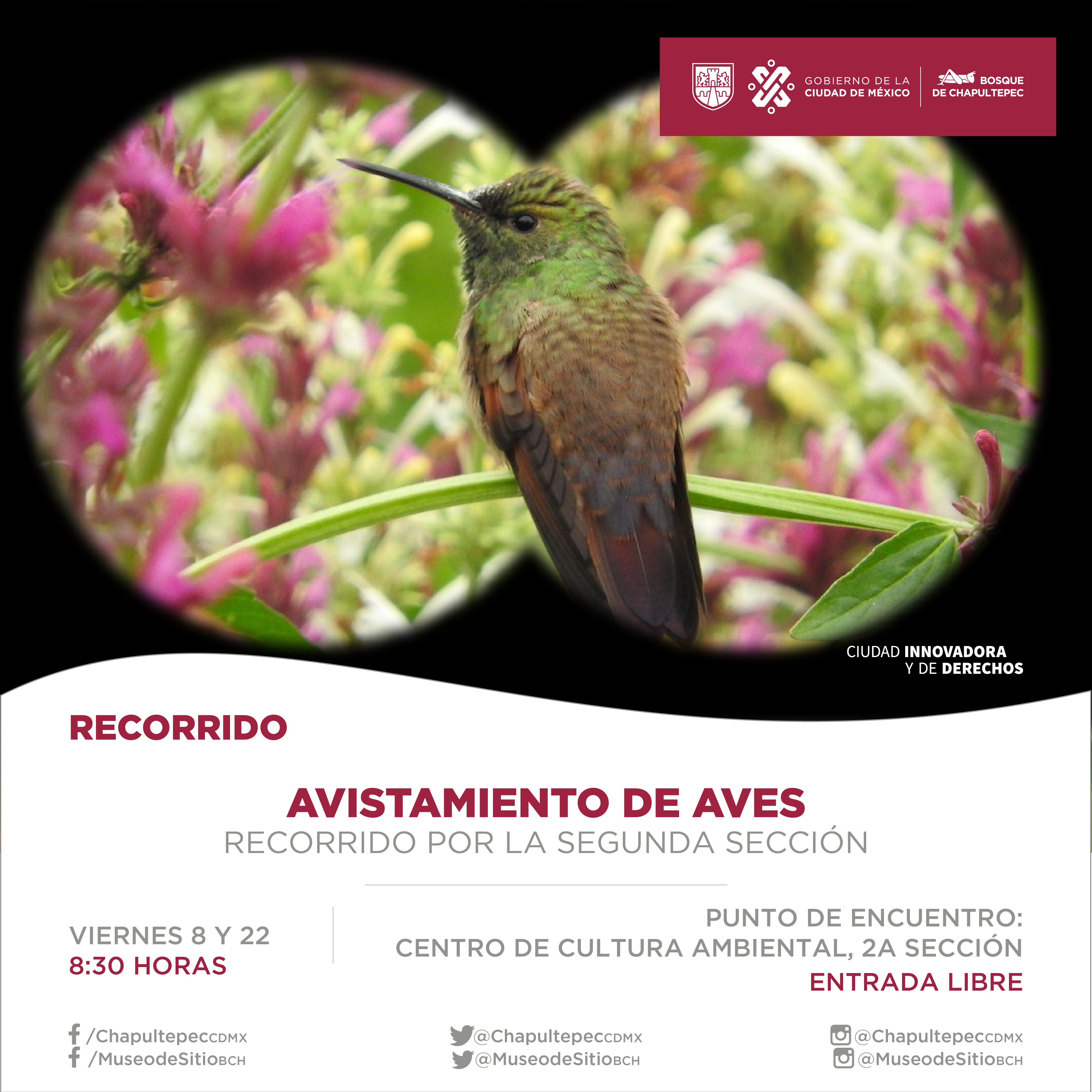 AVES (3)_Mesa de trabajo 1