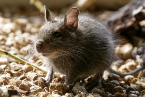degu-3303715_960_720