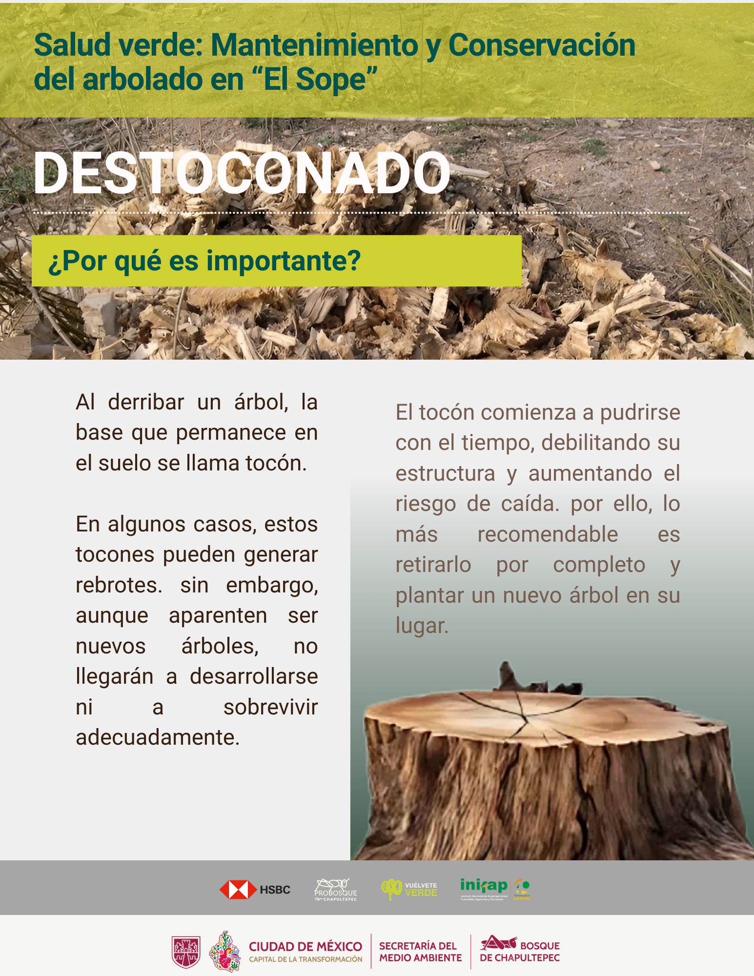 Salud verde: Mantenimiento y Conservación del arbolado en “El Sope”