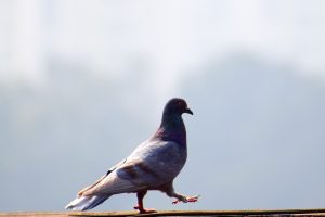 sanjiv-nayak-492910-unsplash