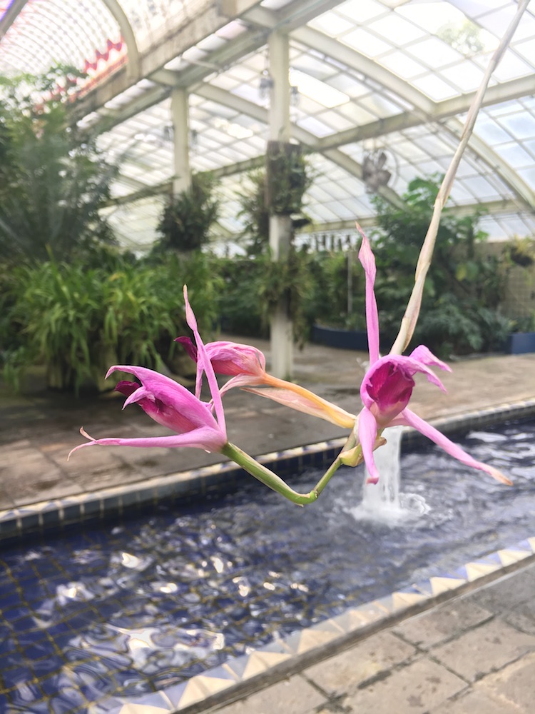 Flor de cempasúchil: origen, significado y cuidados de la flor de Día de Muertos 3 Interior del invernadero del Jardín Botánico de Chapultepec con plantas en flor