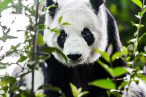 panda