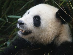 Oso-panda-negro