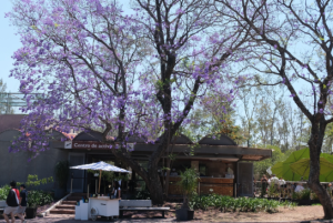 city cafe bosque de chapultepec