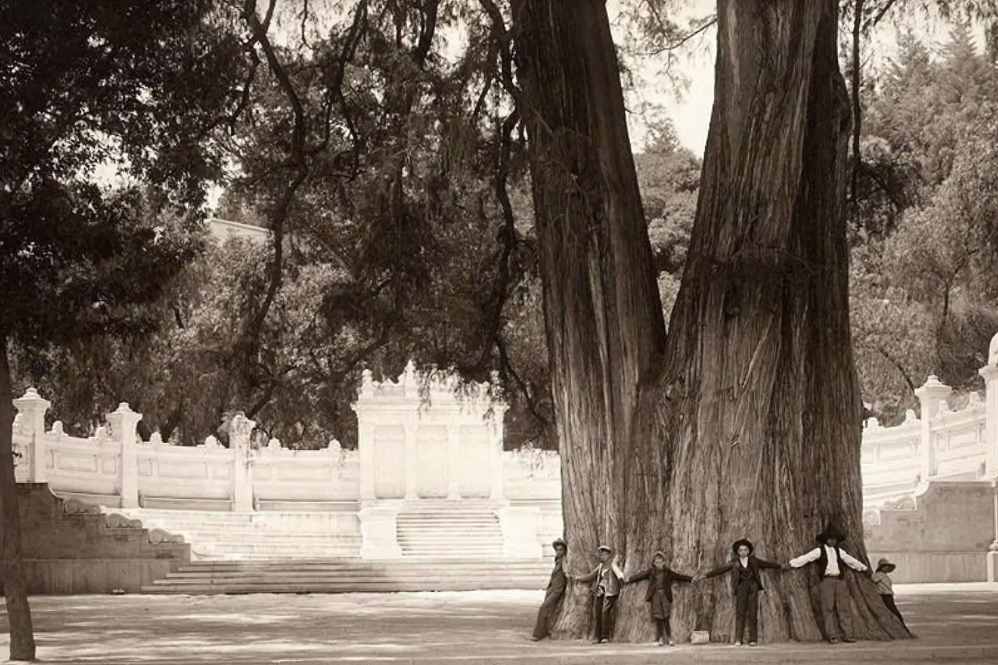 ahuehuete de moctezuma del bosque de chapultepec 