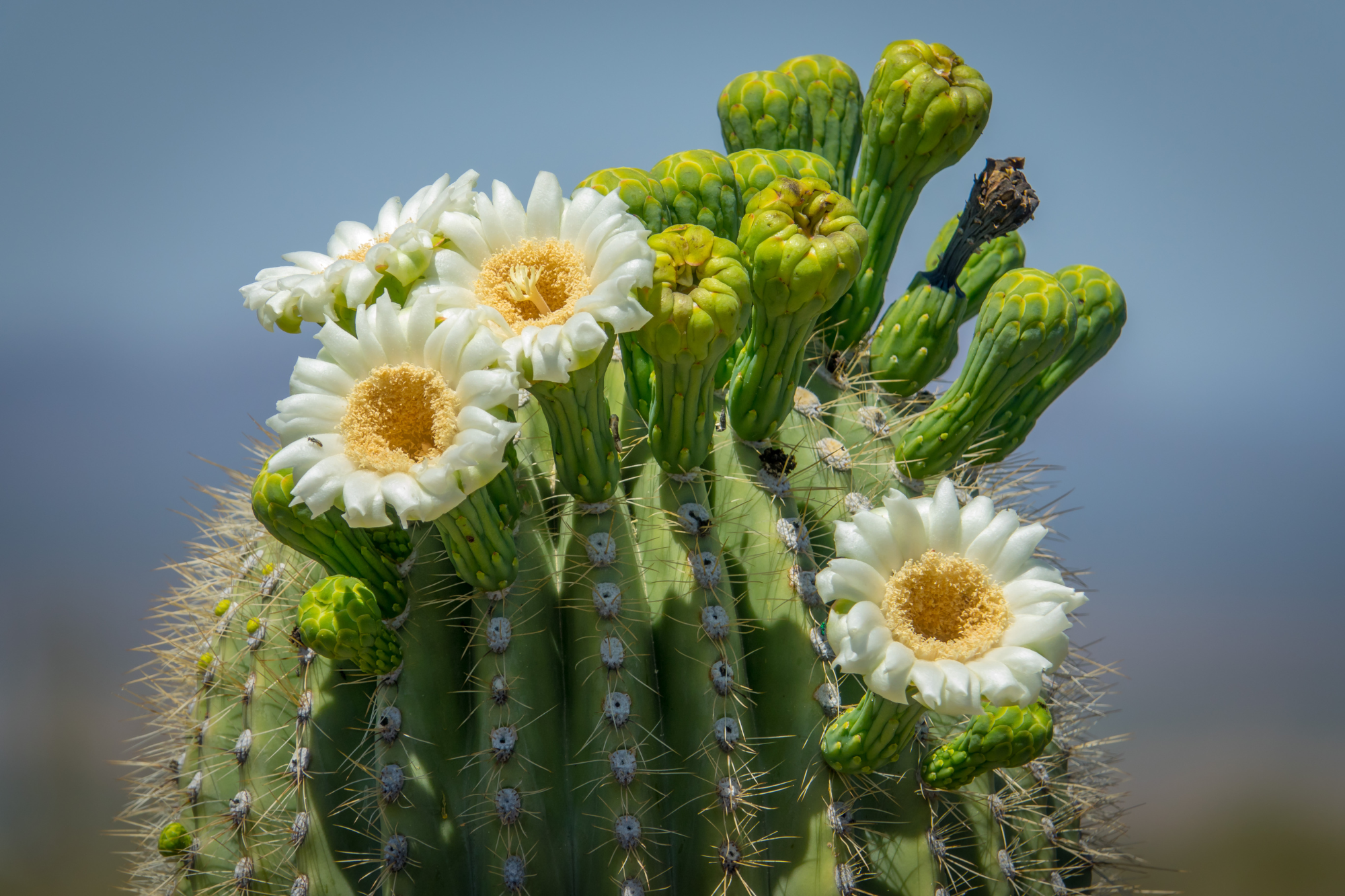 dia de las cactaceas