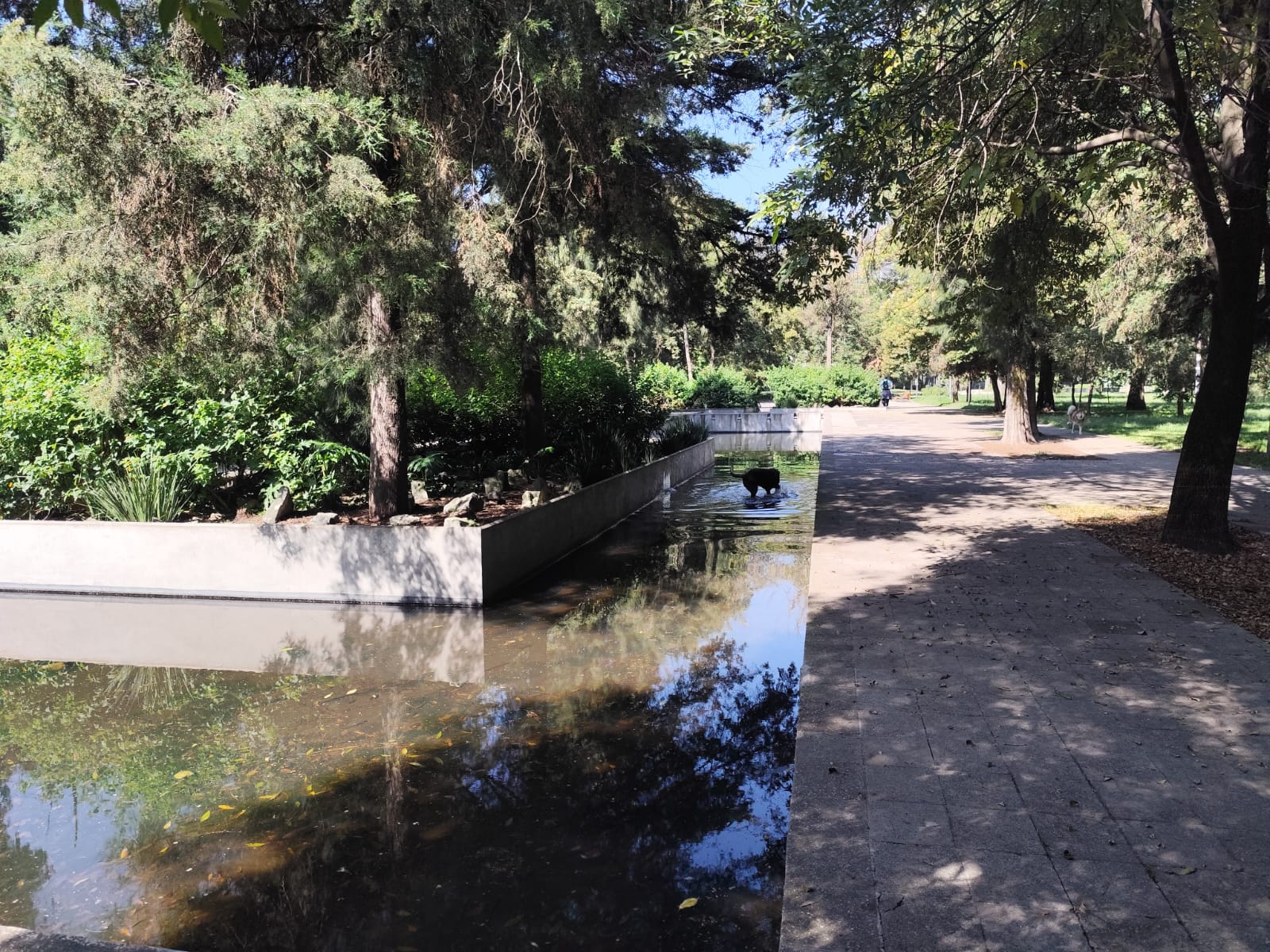 espejo de agua bosque de chapultepec