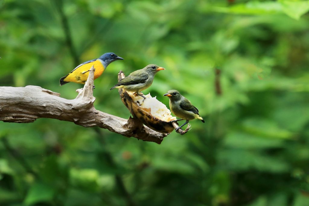 Observación de aves en Chapultepec