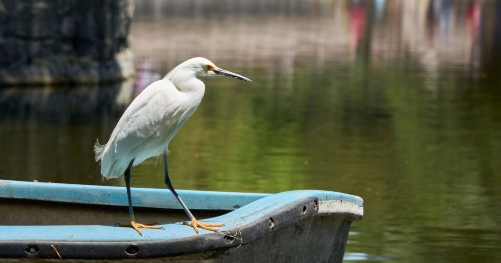 El Bosque de Chapultepec es de suma importancia para el abastecimiento de agua de la Ciudad de México.