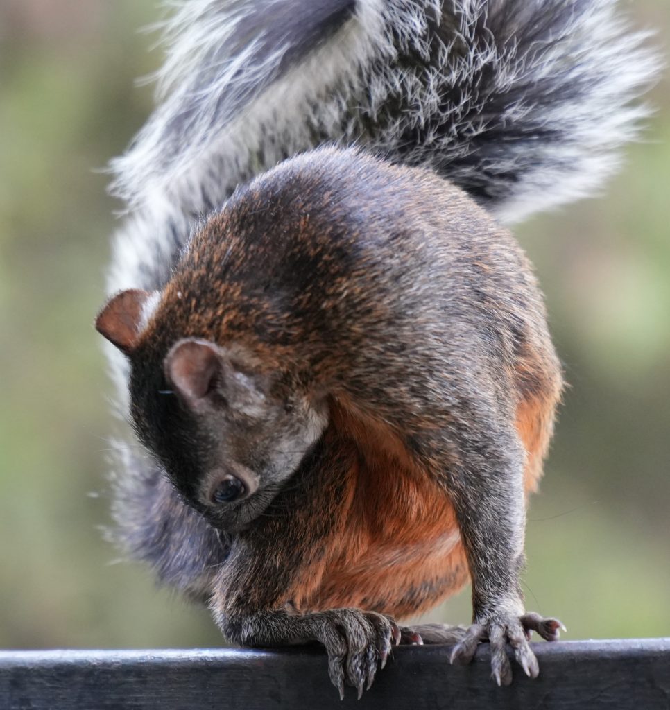 Desde 2013, en Chapultepec se desarrolla un proyecto de ciencia ciudadana que ha permitido documentar más de 2,000 especies silvestres.