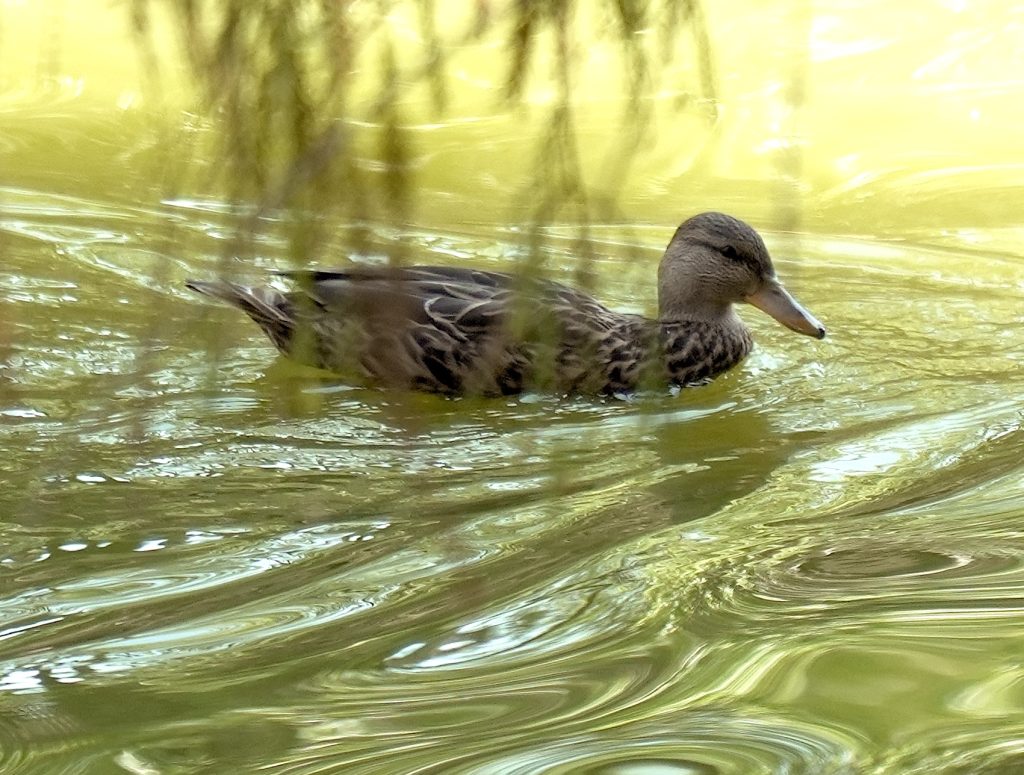 Naturalista en chapultepec descubre la vida silvestre en el bosque