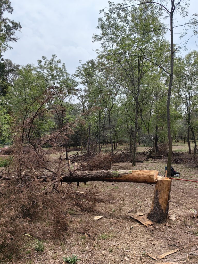 saneamiento forestal de la pista de corredores El Sope del Bosque de Chapultepec