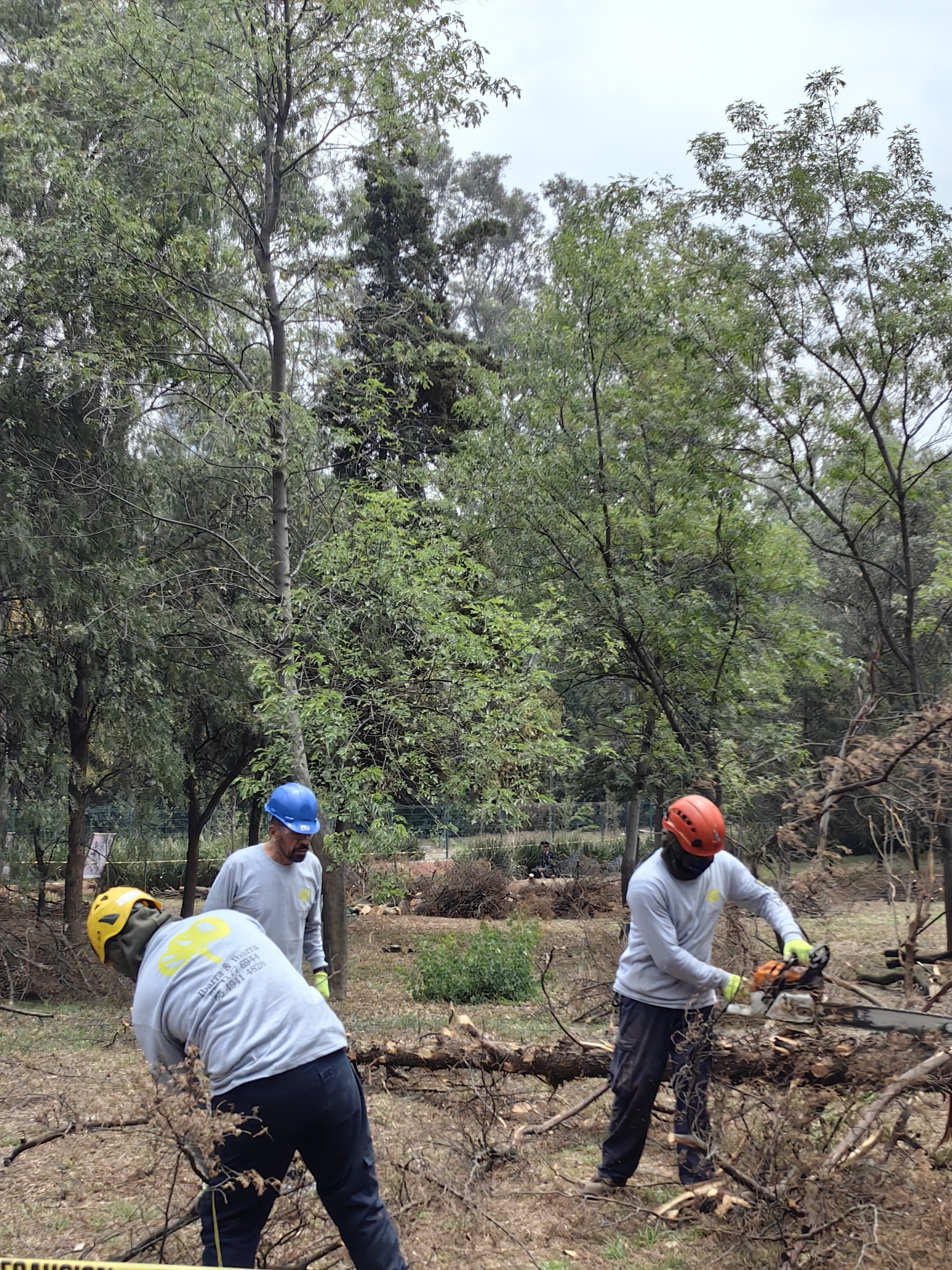 saneamiento forestal de la pista de corredores el sope