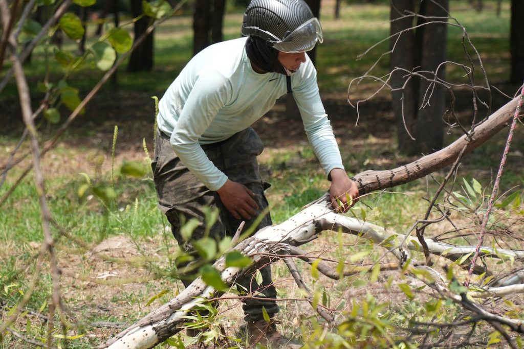 Saneamiento forestal en Chapultepec