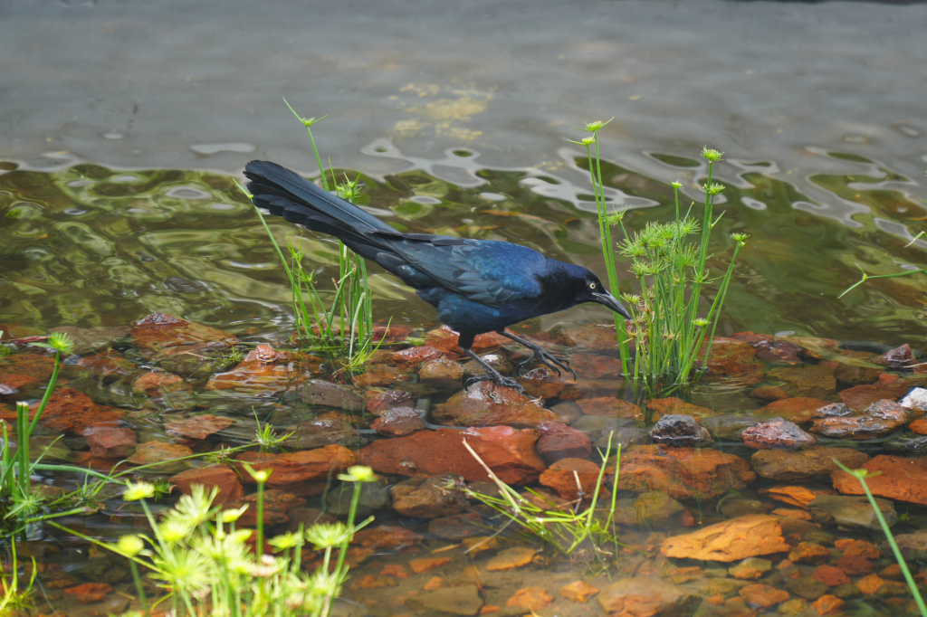 biodiversidad en los nuevos humedales de chapultepec