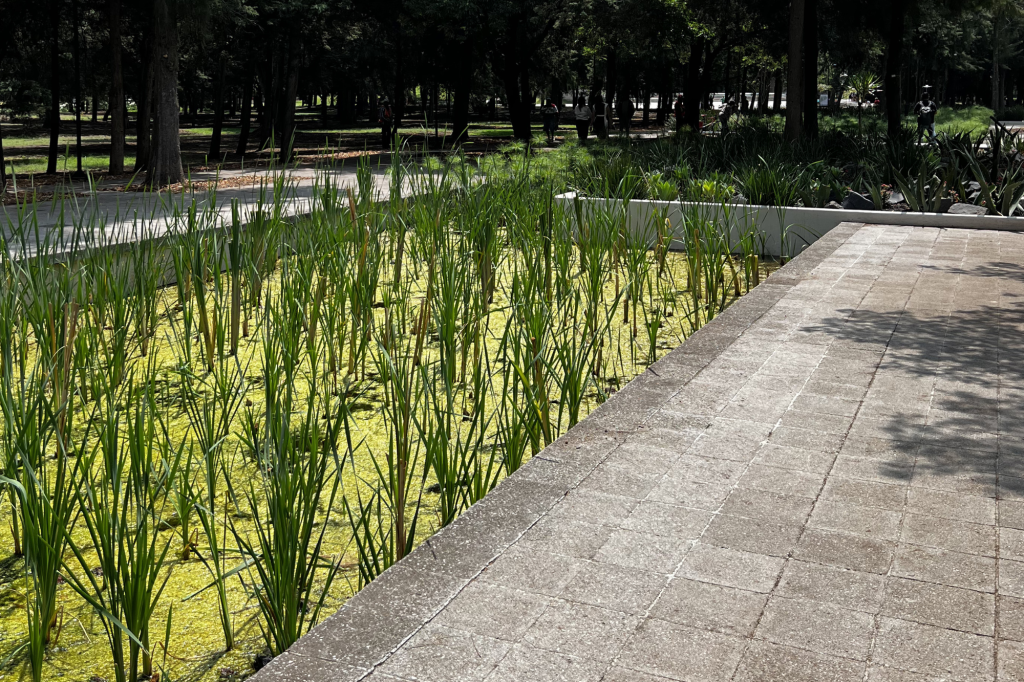 humedales de chapultepec renovados