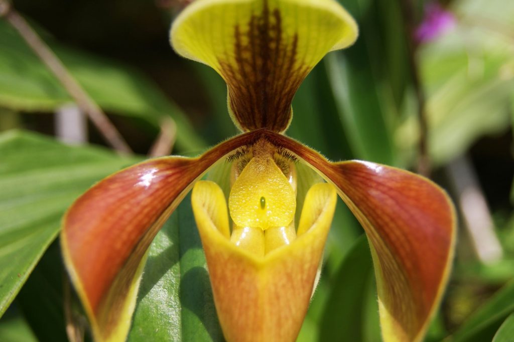 orquidea zapatilla en el Orquidiario del jardín botanico de Chapultepec