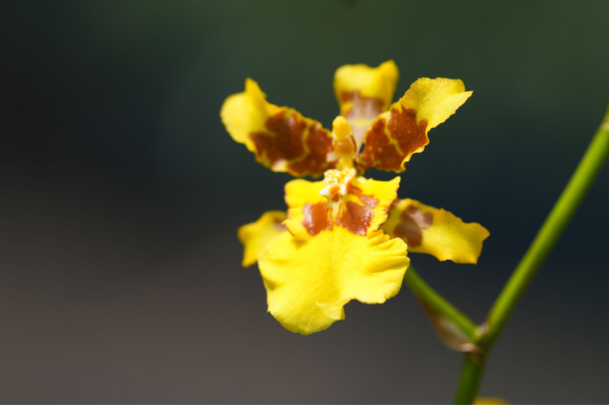 Orquidiario del jardín botanico