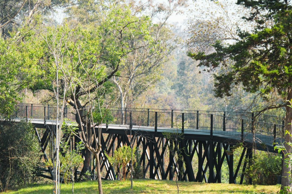 avistamiento de aves en Chapultepec
