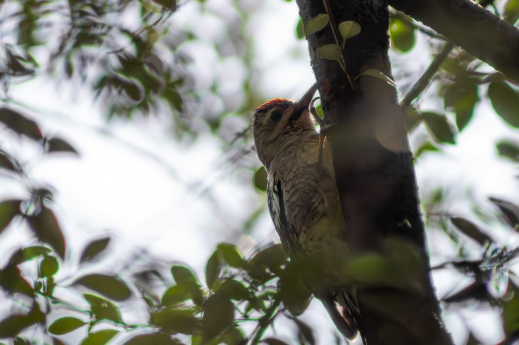avistamiento de aves en Chapultepec 3a. seccion