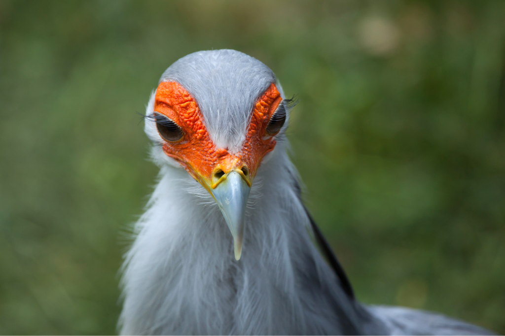 Aves exóticas: un vistazo a especies sacadas de un cuento de hadas (o de miedo) 6 aves exóticas ave secretario