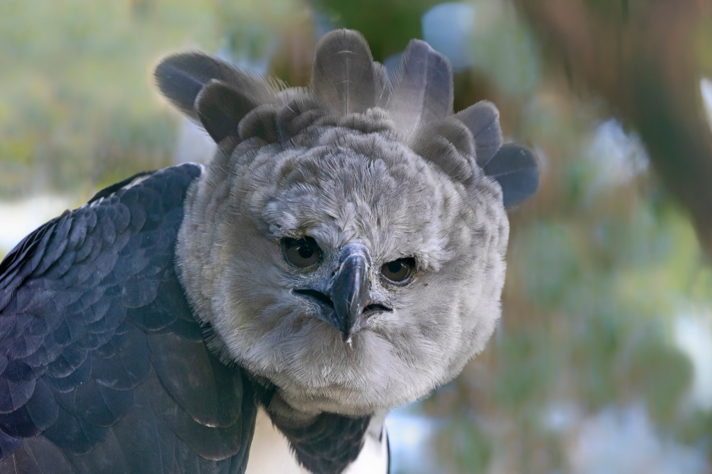 Aves exóticas: un vistazo a especies sacadas de un cuento de hadas (o de miedo) 1 Aves exóticas águila arpía