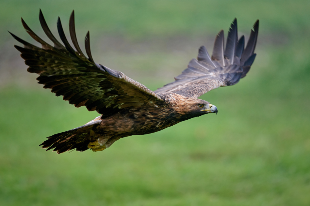 Aves exóticas: un vistazo a especies sacadas de un cuento de hadas (o de miedo) 5 aves exóticas águila real