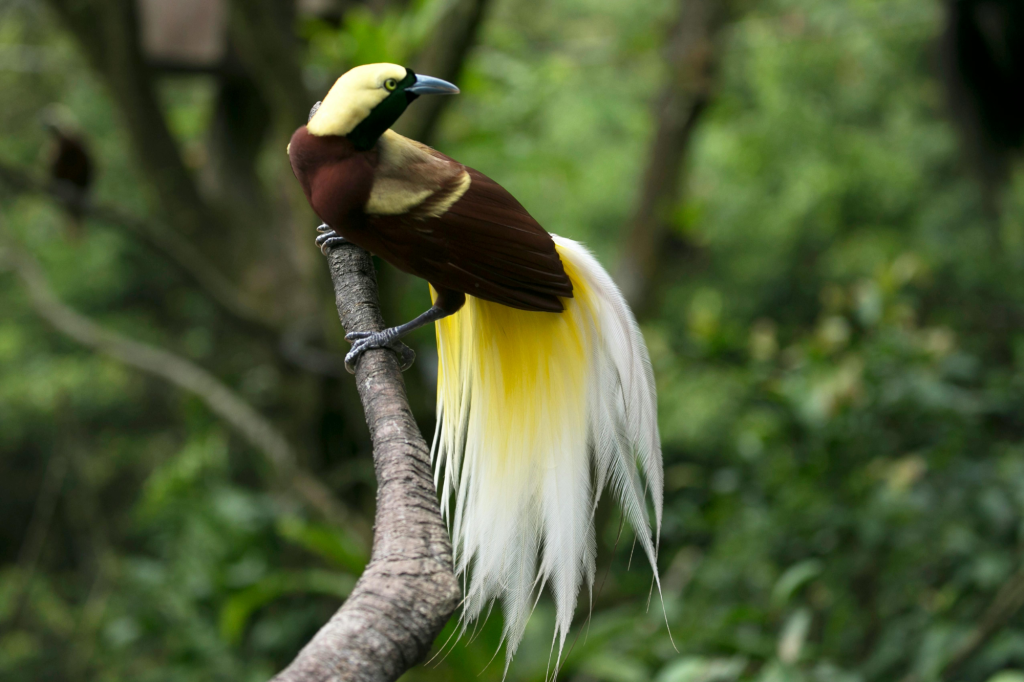 Aves exóticas: un vistazo a especies sacadas de un cuento de hadas (o de miedo) 2 aves exóticas ave del paraíso