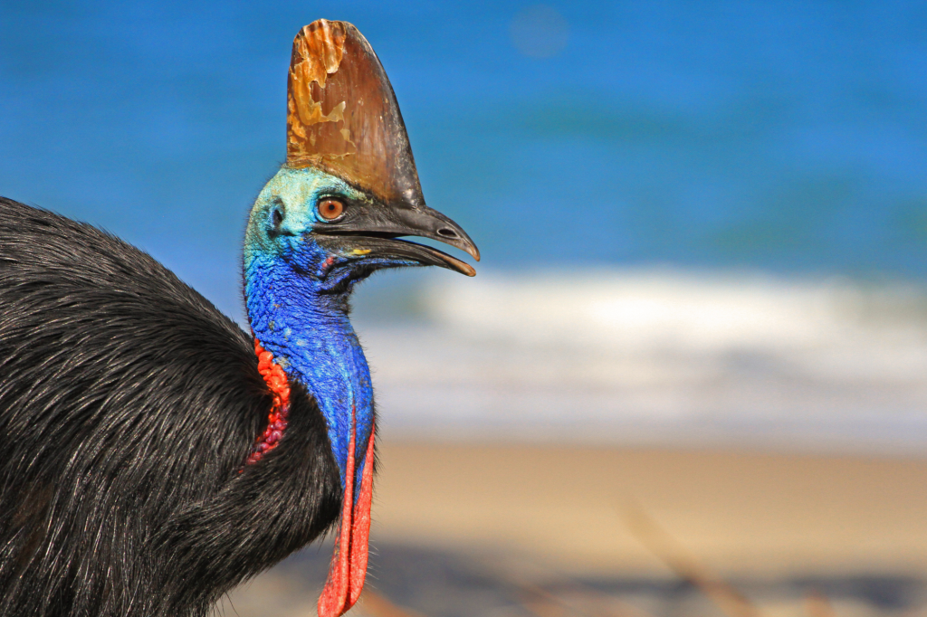 Aves exóticas: un vistazo a especies sacadas de un cuento de hadas (o de miedo) 3 aves exóticas casuario