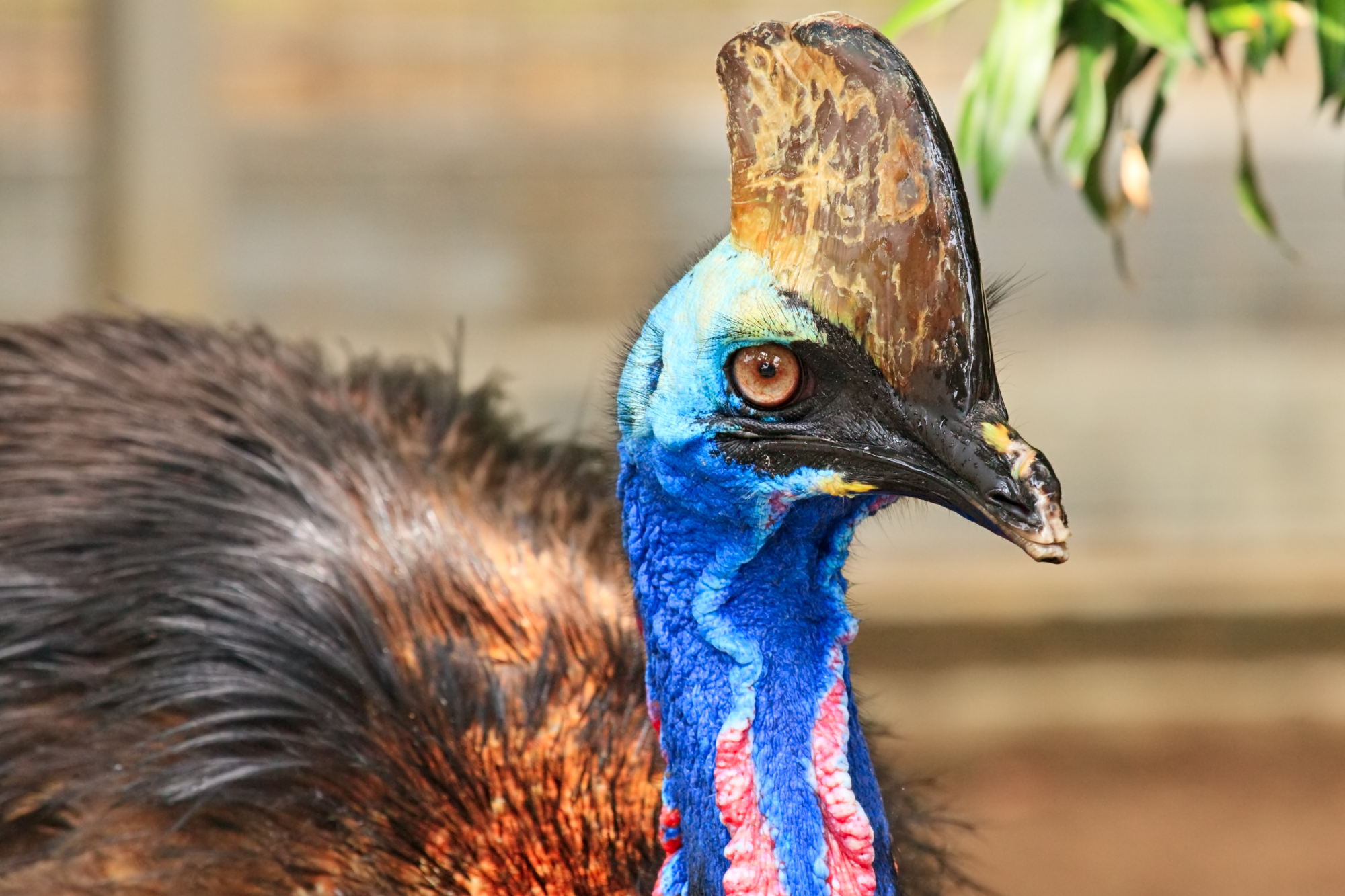 aves exóticas del mundo