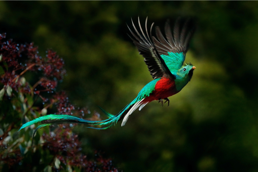 Aves exóticas: un vistazo a especies sacadas de un cuento de hadas (o de miedo) 4 aves exóticas quetzal